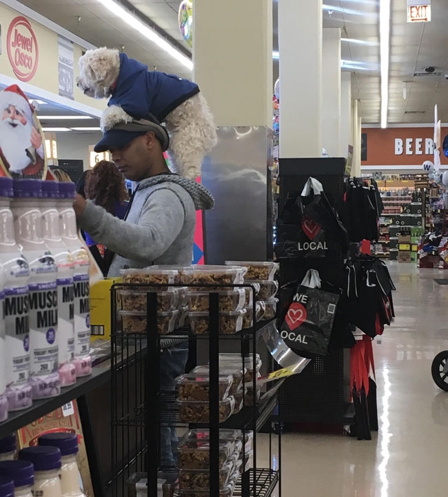 I just saw this guy at the store with a dog on his head...