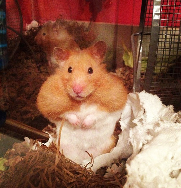 I think my hamster spends too much time on his exercise wheel