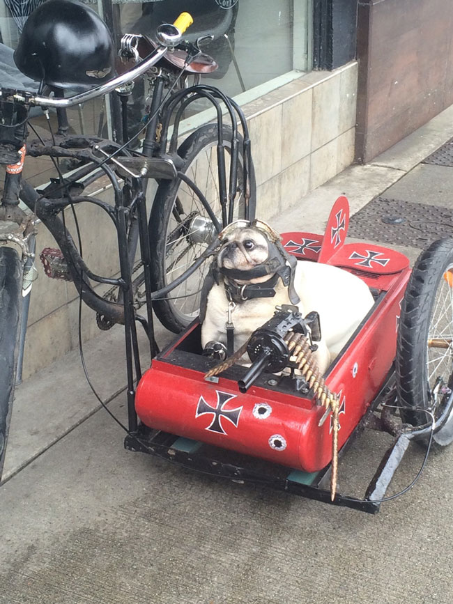 A guy in my city often rides around with his pug like this...