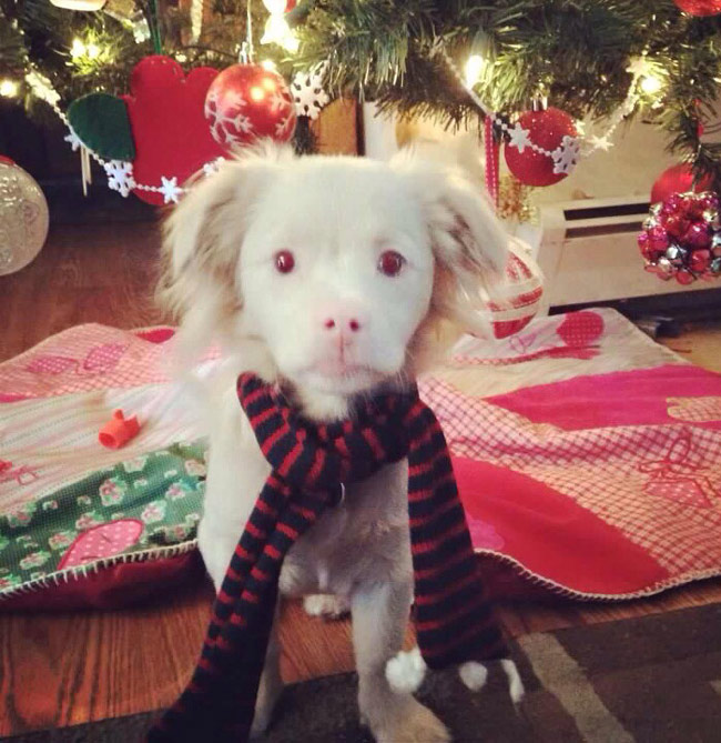 This albino puppy looks like Falcor from The NeverEnding Story