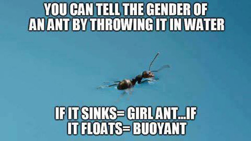 Ant genders