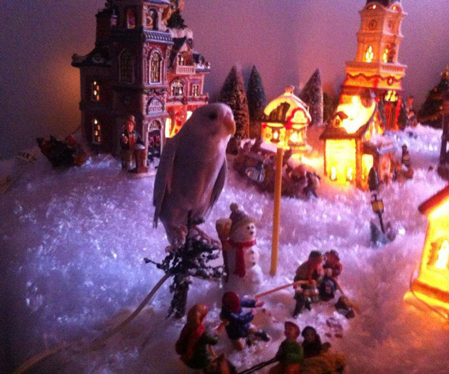 I was freaking out for the past hour looking for my bird, It was in my Christmas Village the whole time