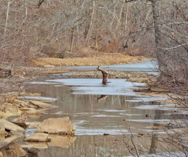 Photo my mom took today. Deer slipping on ice