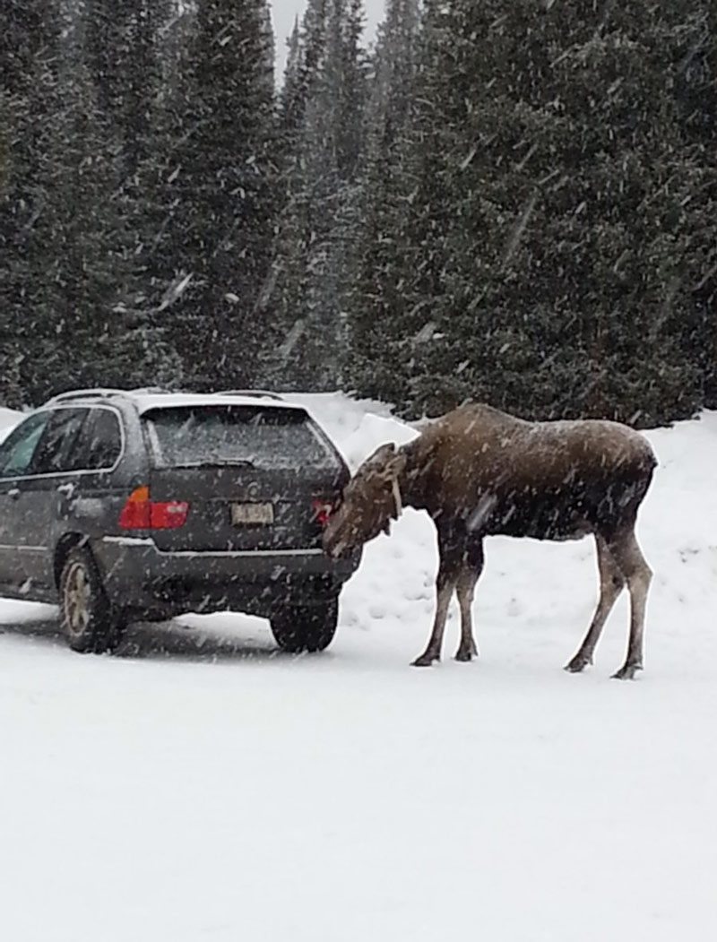 Received a Moose Licking Warning on my phone for Alberta. Was not disappointed