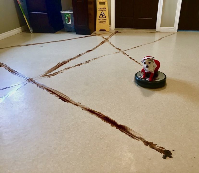 Local doggie daycare learned a valuable lesson about leaving a Roomba in the reception area