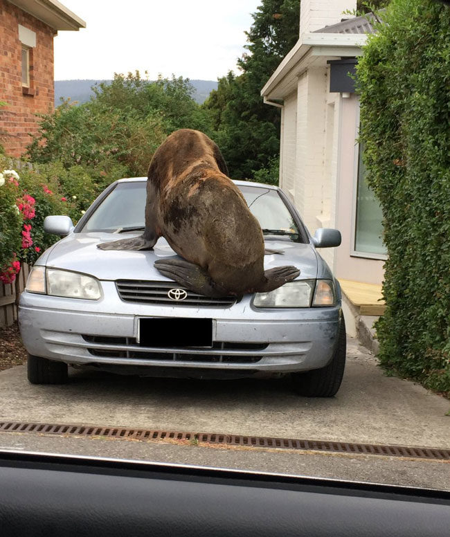 This car has a seal of approval