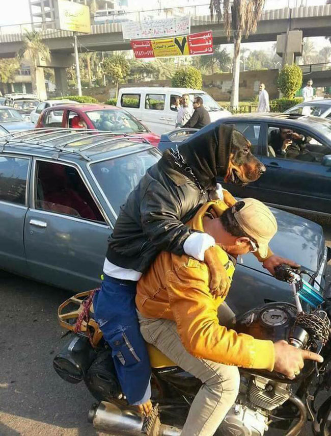 A cold wave hit Egypt this morning, this man dressed up his dog