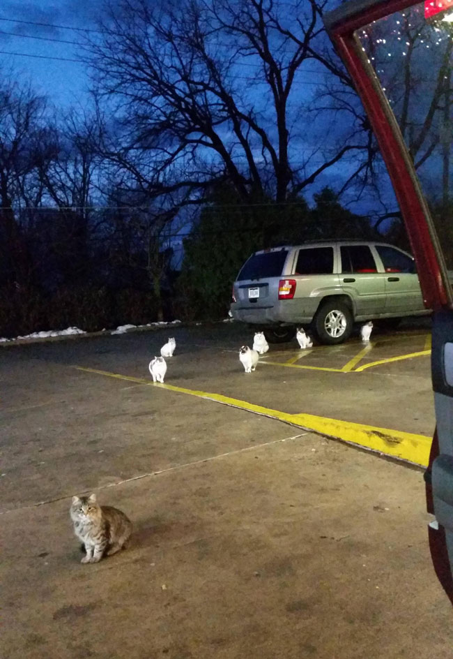 Ran into a cat gang today. I assume the one in the front is the leader