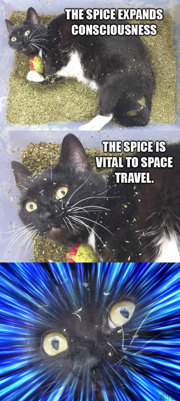 The Spice...