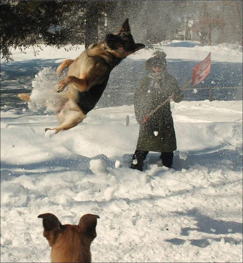 Dog slipping on ice