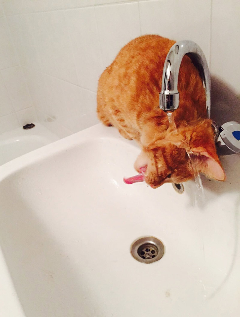 My cat has a drinking problem