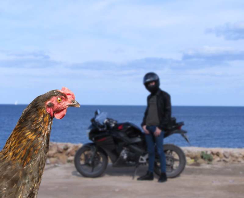 Why did the chicken cross the road? To ruin my picture