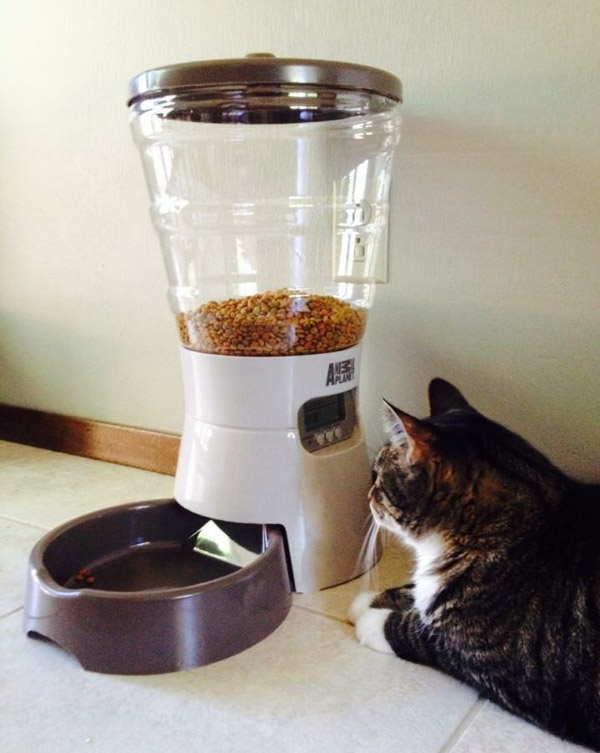 Got my cat an automatic feeder. This is how he spends his time