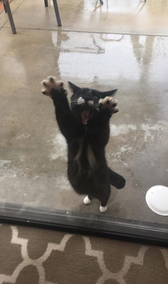 Apparently the cat doesn't like rain