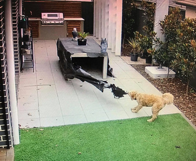 I'm at work right now and I decided to check up on my puppy on my new home security camera. All I can do is watch...