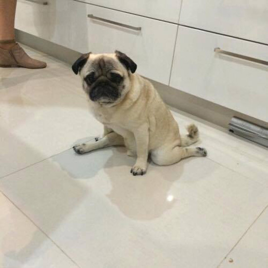 My sister's pug is a master of splitting