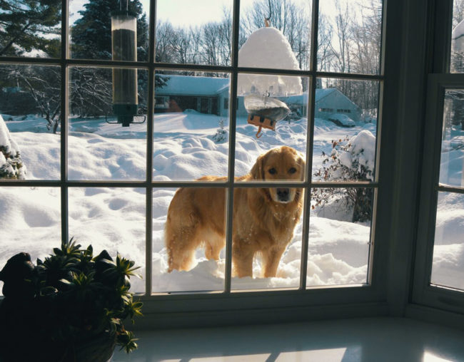 We have had so much snow recently that my dog can just look in the window when he wants to come in