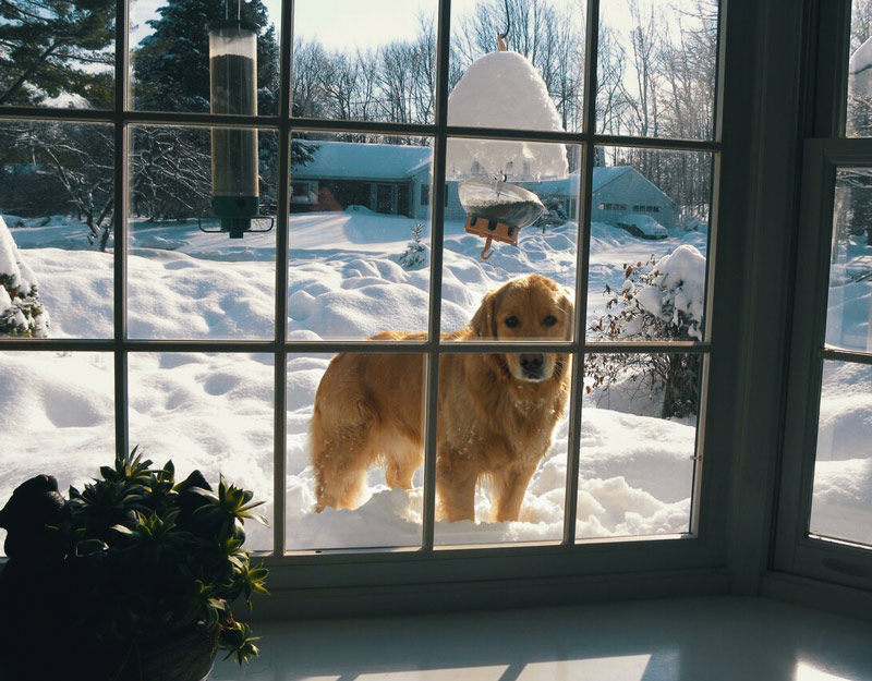 We have had so much snow recently that my dog can just look in the window when he wants to come in
