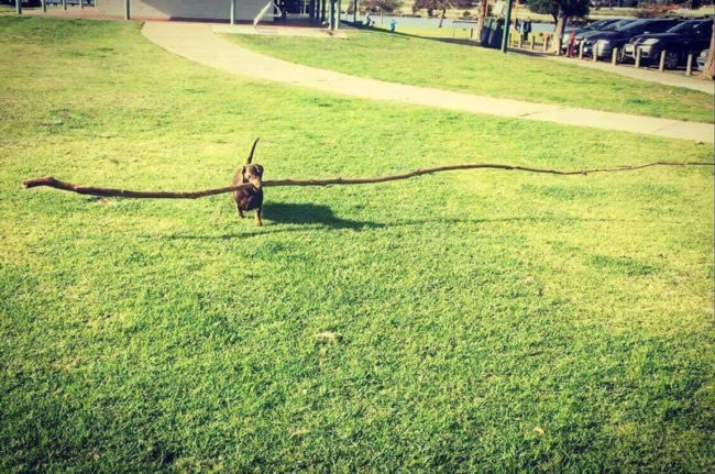 Dog takes on huge stick