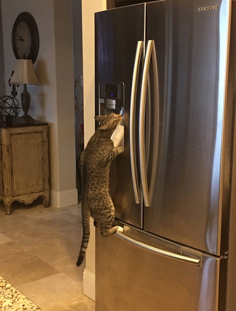 My cat figured out how the fridge works and now he's loving the fresh, crisp water