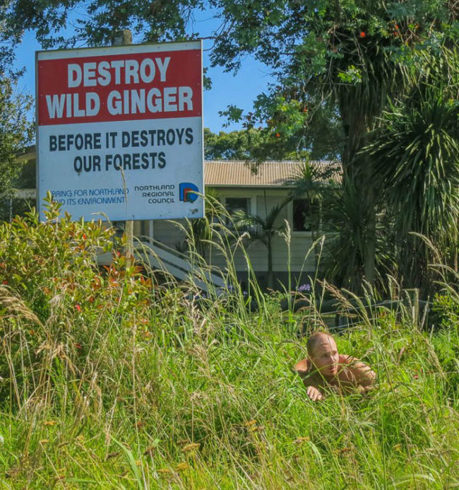 Destroy Wild Ginger