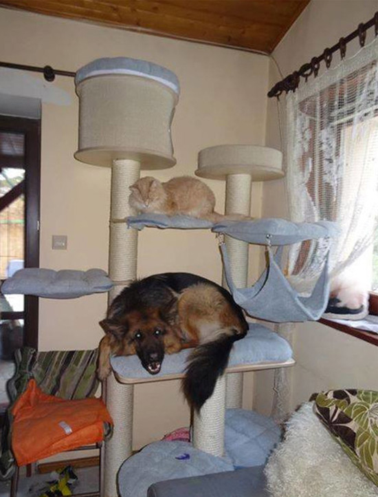 When dog spends too much time with cat...