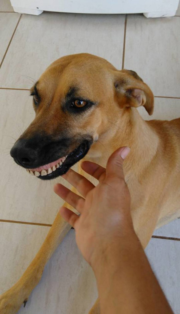This dog in Brazil found some dentures