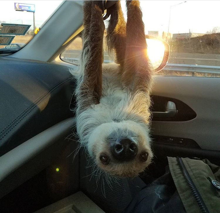 My friend is a zookeeper. This is one of her friends hanging out in her car on her break