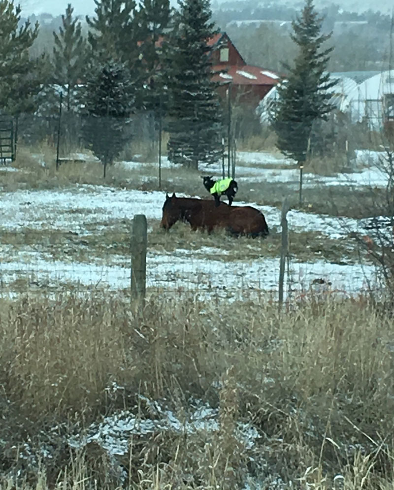 A goat in a safety vest. Standing on a horse. Just Montana things