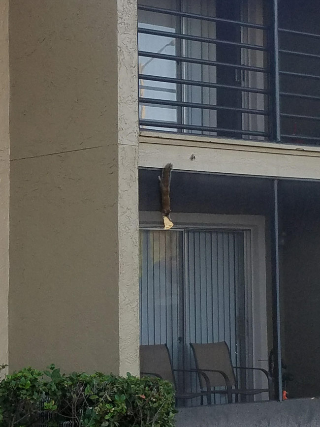 Just a squirrel hanging off of its two back paws, holding a slice of pizza