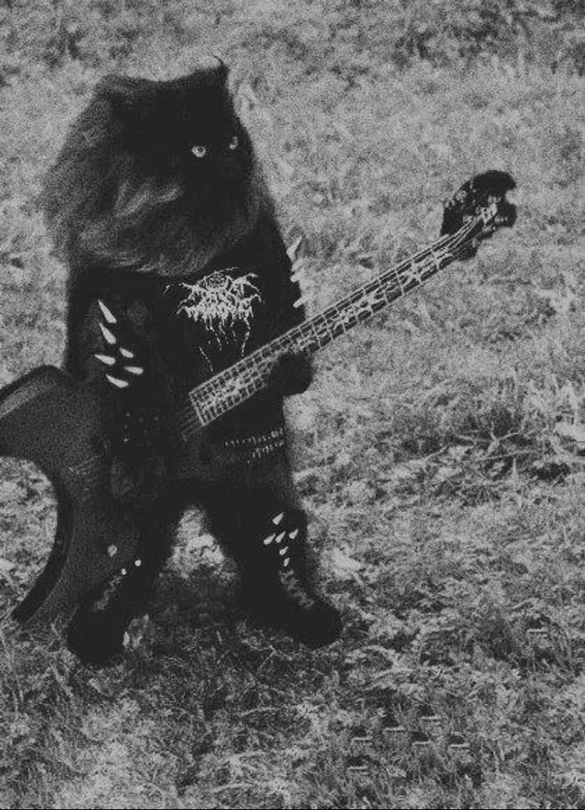 Searched Google for metalhead animals, was not disappointed..