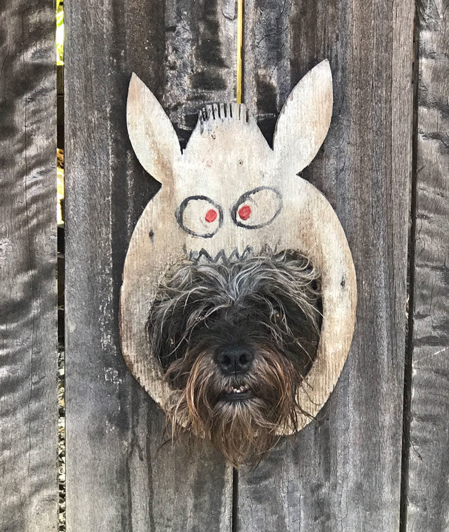 My neighbours made the perfect lookout for their little monster