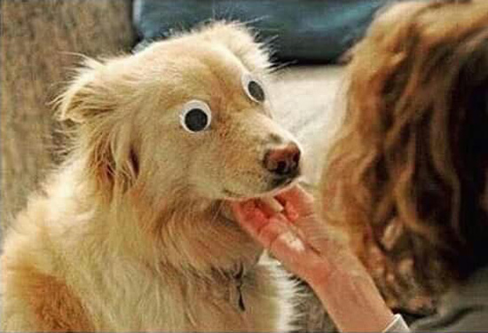 This poor dog was born blind, but thanks to modern medical advancements, he gets to see his owner for the first time