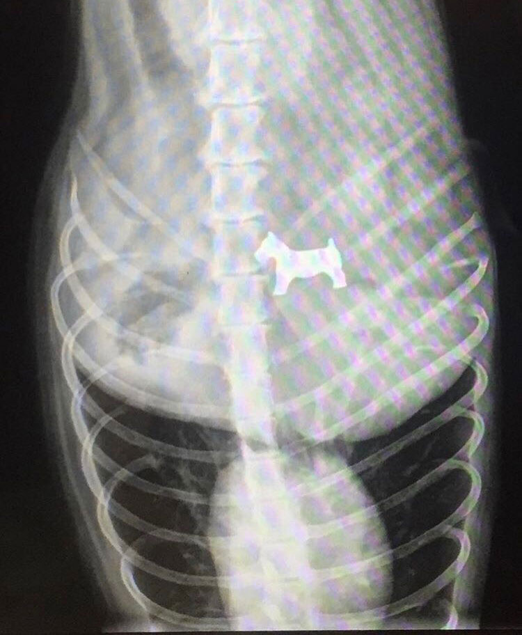 Dog came to the vet today after swallowing a Monopoly piece...