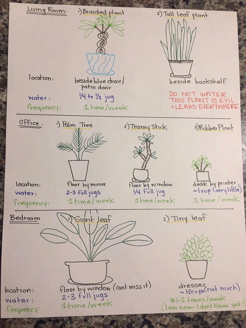 Girlfriend's OCD kicks in about her plant care while away