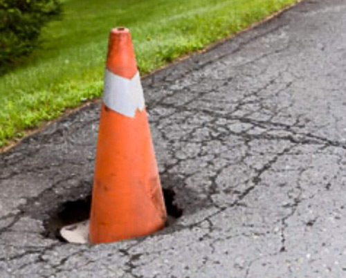 At the first sight of spring, the Rhode Island state flower can be seen blooming on every roadside