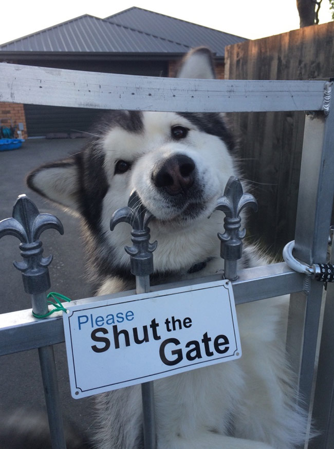 You close gate?