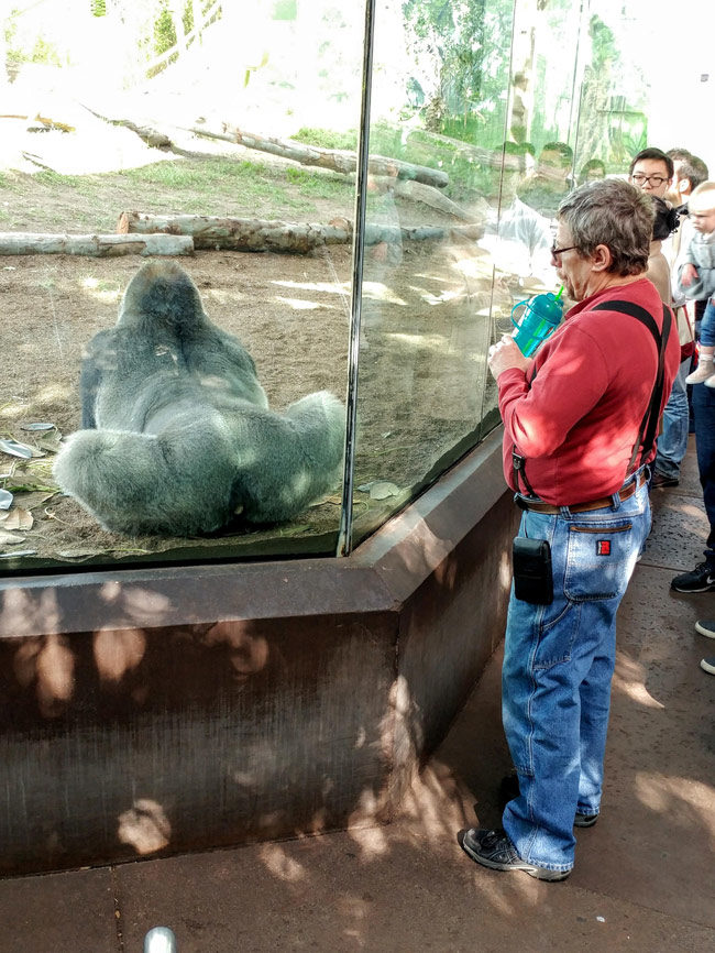 Snapped a nice picture of my dad admiring a gorilla's ass
