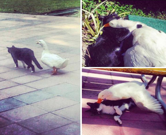 My University has a cute couple... A cat and a duck that are actual friends