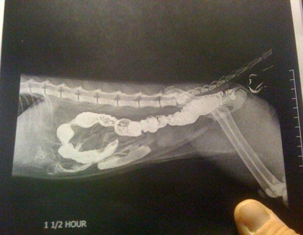 My friend's cat farted the exact moment an x-ray was taken