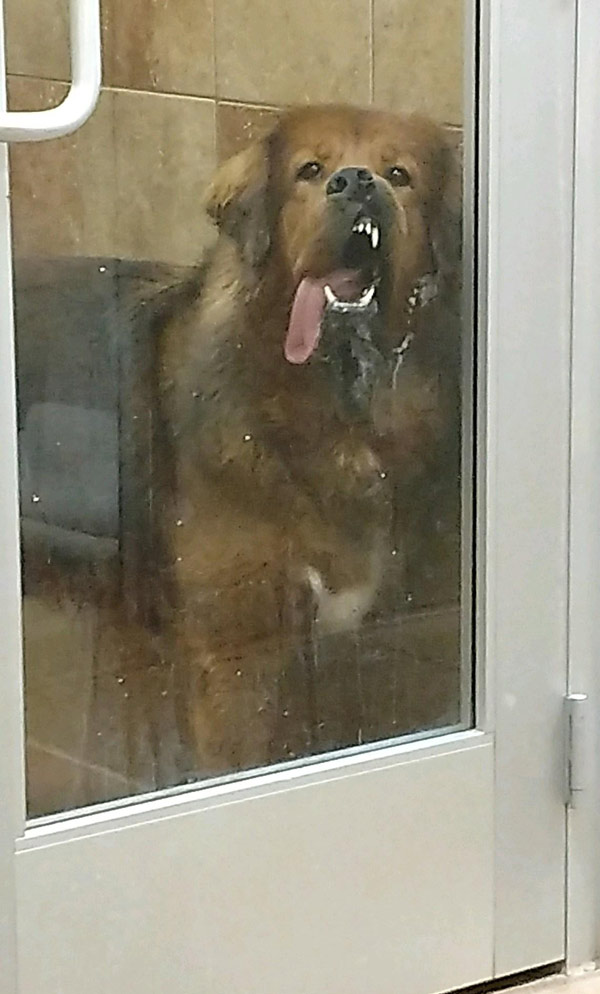 My friend works at Petsmart as and this is the face the dog makes after pooping in its room