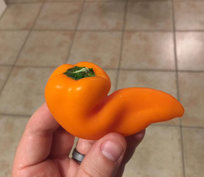 While packing my son's lunch, I found a pepper that brought me back to my college days