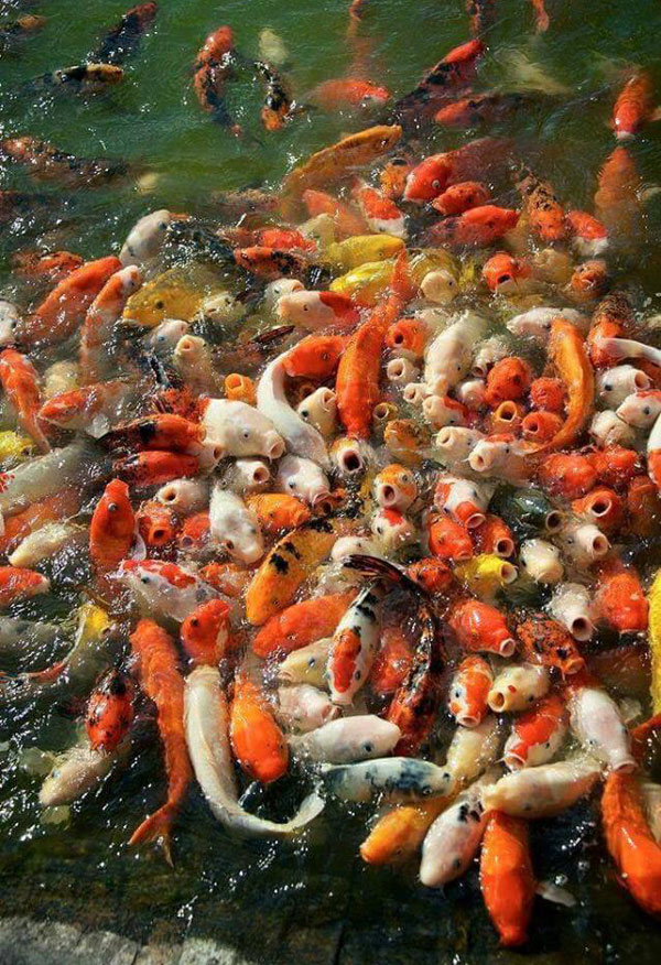 TIL that a group of koi fish is called a gasp