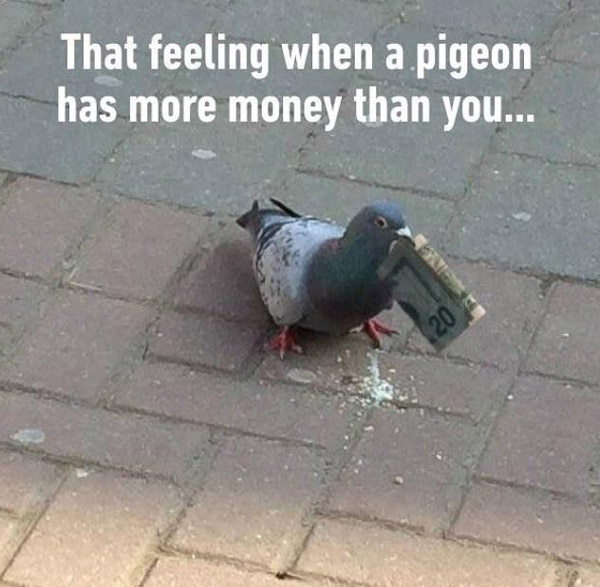 Dem pigeons