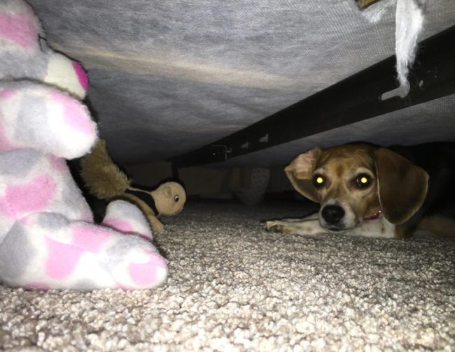 Came across my dog's butt sticking out from under the bed. I think I interrupted some sort of secret meeting