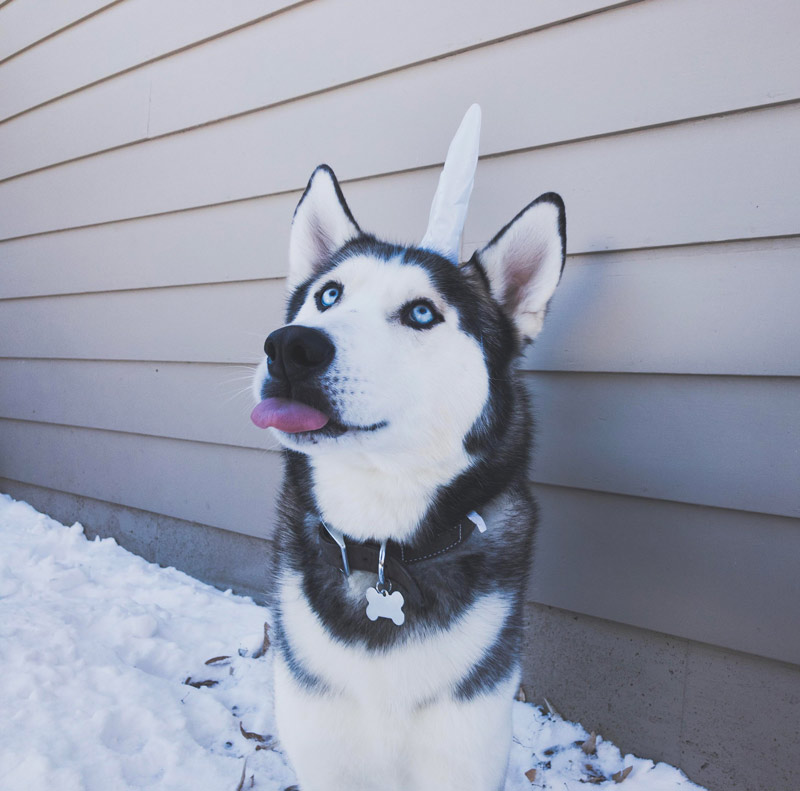 When you let your husky be what he wants to be