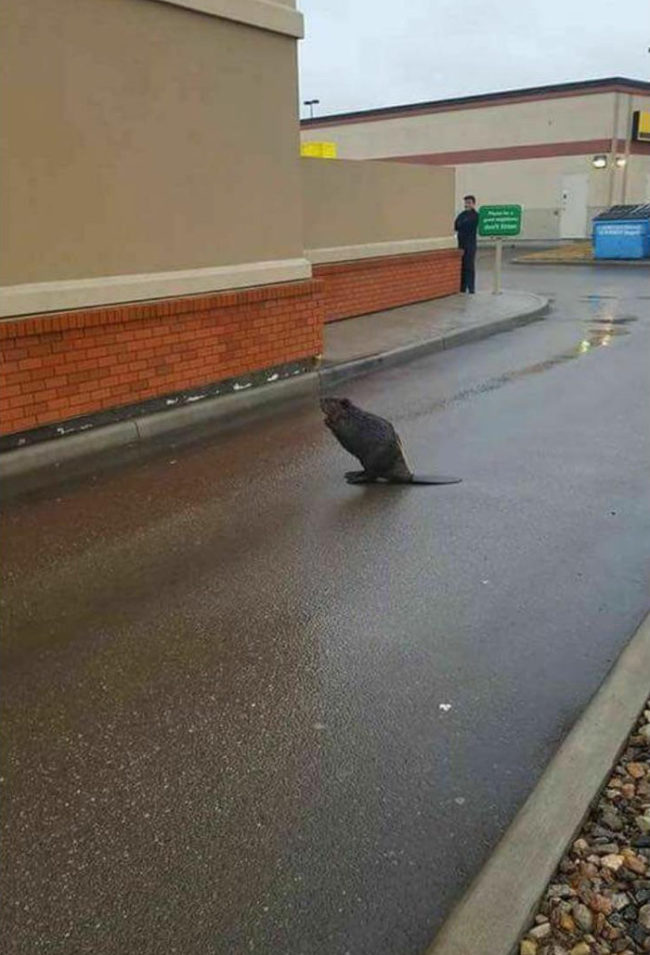 Most Canadian situation ever? Beaver blocking a Tim Hortons drive-through in the pissing rain in Vancouver
