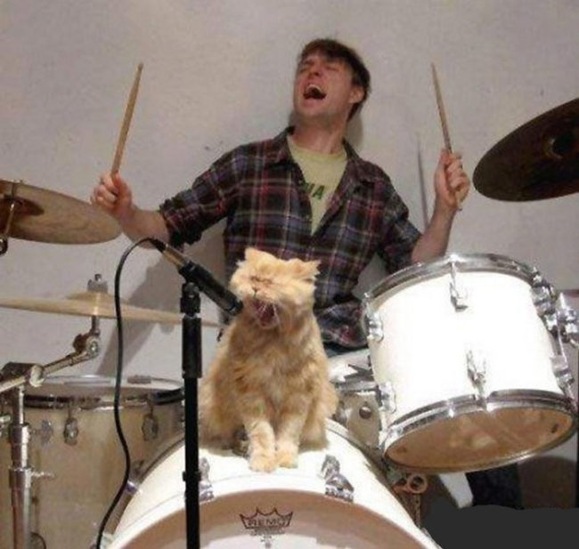 Cat singing on drum set