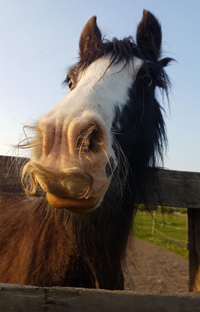 Horse with a mustache