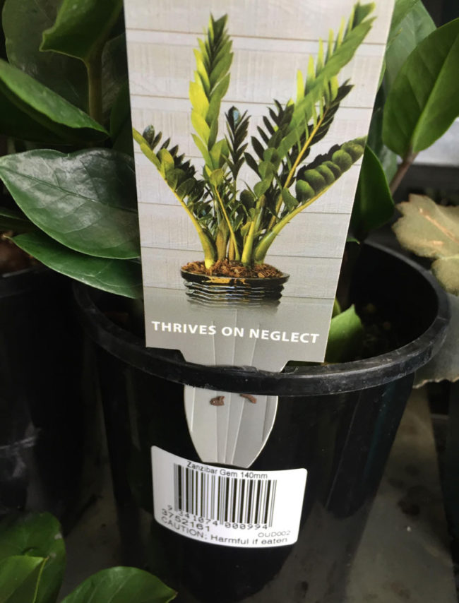 If I were a plant